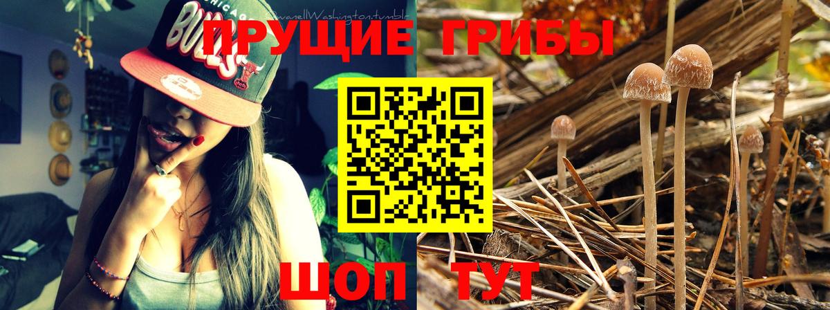 Галлюциногенные грибы GOLDEN TEACHER  Вход с VPN  Киржач 